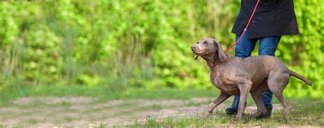 how to train a weimaraner.